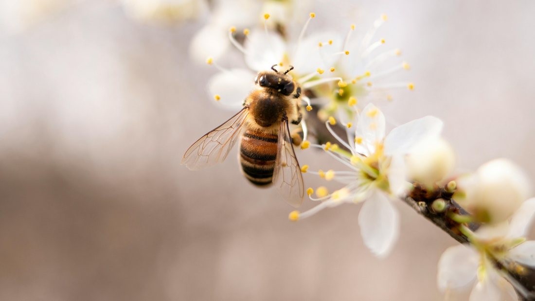 Royal Jelly: Nature’s Secret to Vitality