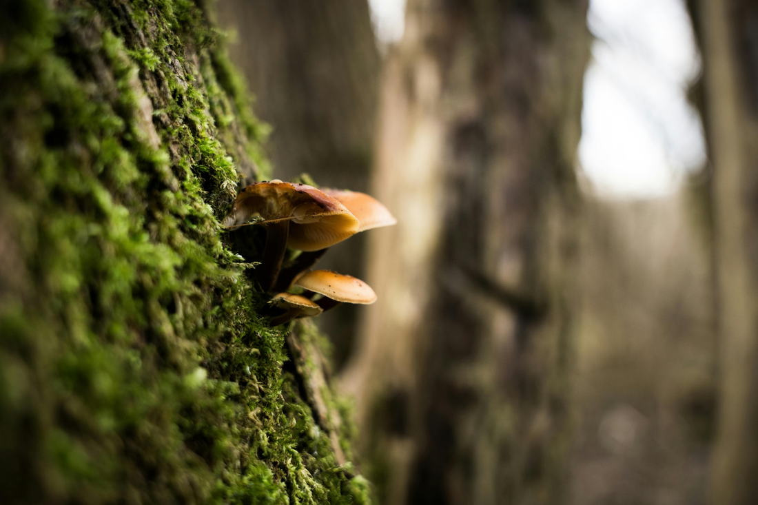 Benefits of Cordyceps Mushrooms 